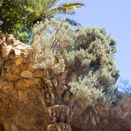 Olive tree growin on the stone walkway roof in Park Guell, Barcelona, Spain - Imageの写真素材