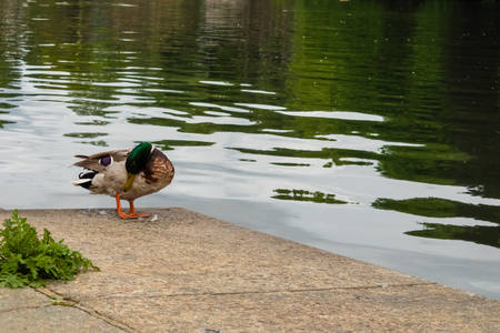 Funny duck cleaning feather with the river on a background - Imageの写真素材