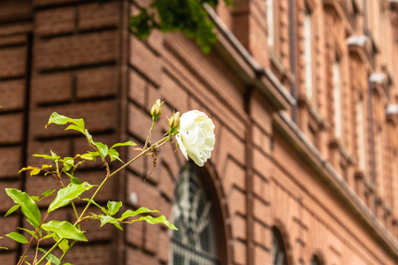 Beautiful white rose in blossom with the red brick house on the background - Imageの写真素材
