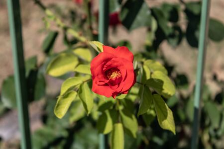 Red floribunda rose with the garden fence on the background - Imageの写真素材