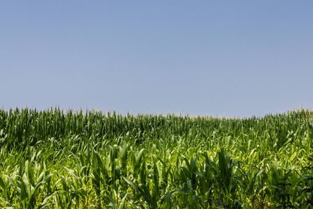 Green cornfield in summer with a blue sky - Imageの写真素材