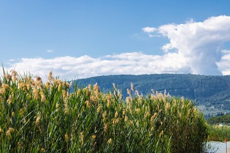 Common reed flowers(Phragmites australis) with the mountain view and blue sky background - Imageの写真素材