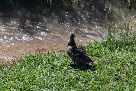 The female mallard (Anas platyrhynchos, wild duck) looking at the river - Imageの写真素材