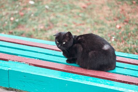 homeless black cat sitting on a bench