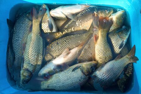 lots of fresh fish in the water for sale on the market. carpの写真素材