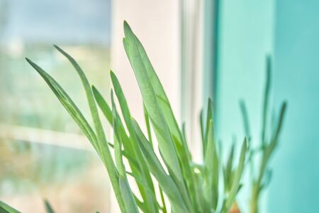 homemade green onions on the windowsill. seedlings of vegetables at homeの写真素材