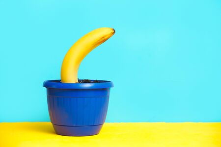 yellow banana grows in the ground in a flower pot. combination of colors of blue and yellow backgroundの写真素材