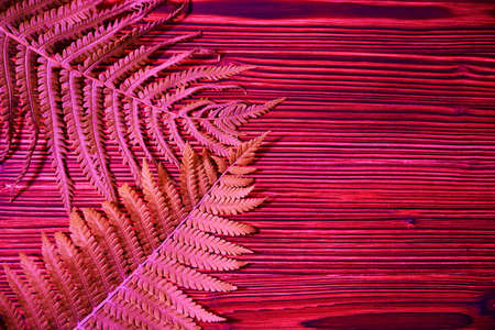 fern leaf on wooden background. view from above. copy spaceの写真素材