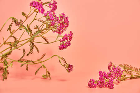 bouquet of flower yarrow on pink background. copy space