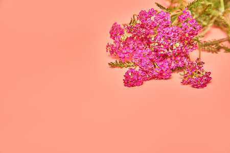 bouquet of flower yarrow on pink background. copy spaceの写真素材