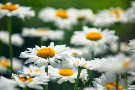 field daisies. many summer flowers in meadow on sunny dayの写真素材