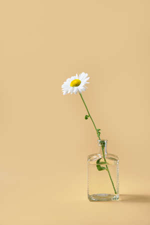 fresh one chamomile in glass vase with water. beige backgroundの写真素材