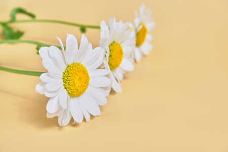 fresh chamomile on beige background. copy spaceの写真素材
