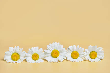 fresh chamomile on beige background. copy spaceの写真素材