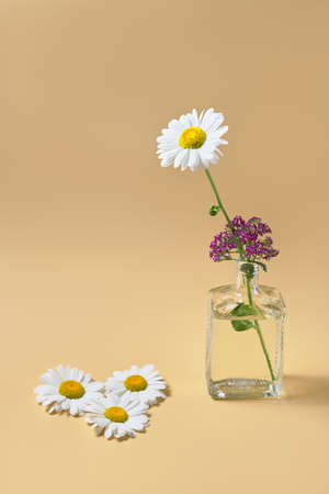 bouquet of flowers in glass vase with water. fresh chamomile and petals. beige backgroundの写真素材
