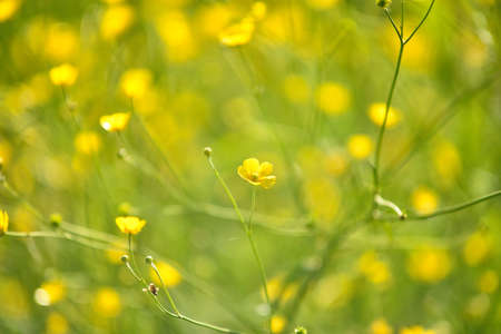 yellow flower ranunculus acris in the field