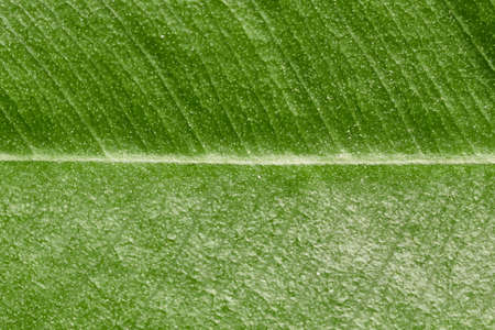 leaf texture. green background. macro. closeup