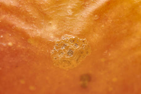 fungus growth on old skin. macro. close-up