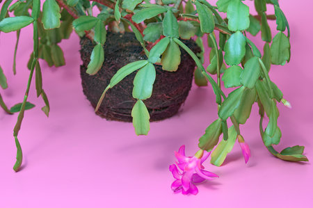 flowering plants without a pot. earth with roots. magenta background. creativeの写真素材