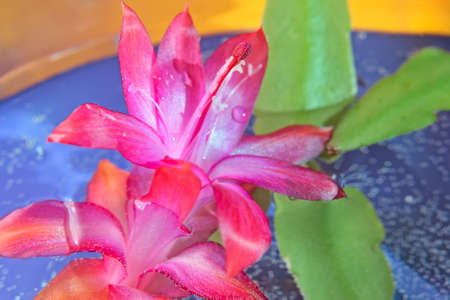 Blooming red flower. dismissed. macroの写真素材