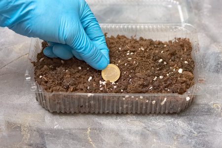 man grows euro coin in plastic container with earth. concept