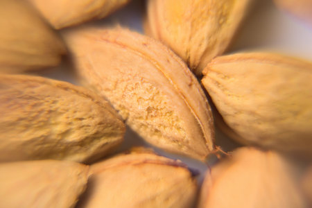 plum pit. macro. close. texture wallpaper.の写真素材