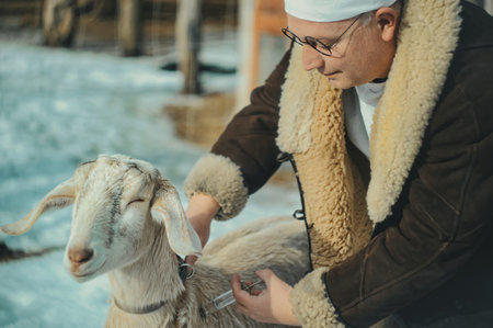 veterinarian doctor makes an injection to an animal goat on the street in winter. vaccination, inoculationの写真素材