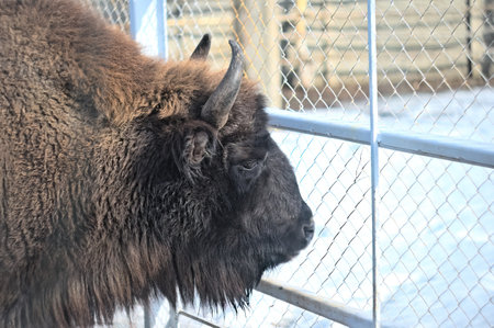 Bison in a pen on a homestead farm.