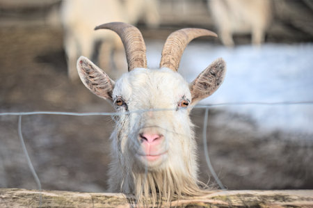 The cute pet goat is in the pen. Animals in agriculture.の写真素材