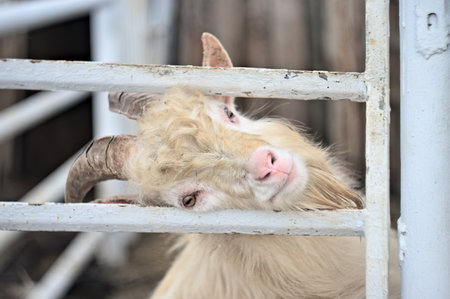 The cute pet goat is in the pen. Animals in agriculture. portrait.の写真素材