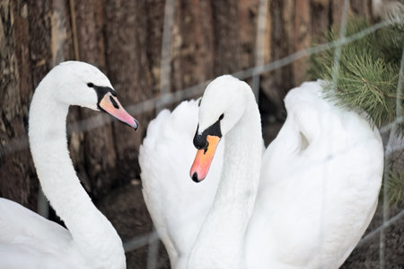 A Beautiful White Swan in a Cozy Cage. A Photo of Domestic Farming and Birdkeepingの写真素材