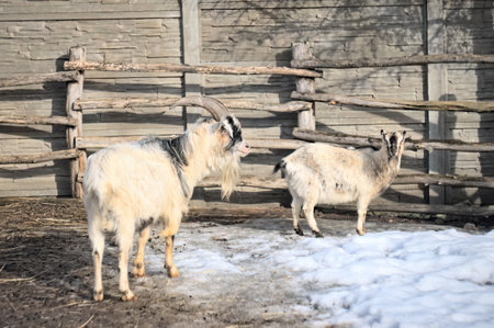 The cute pet goat is in the pen. Animals in agriculture.の写真素材