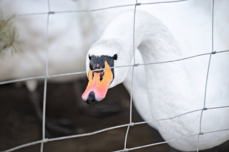 A Beautiful White Swan in a Cozy Cage. A Photo of Domestic Farming and Birdkeepingの写真素材
