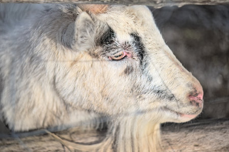 The cute pet goat is in the pen. Animals in agriculture.の写真素材