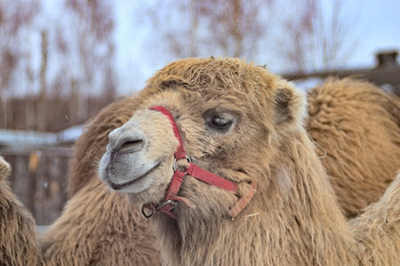 A close up portrait of a camel with a bridleの写真素材
