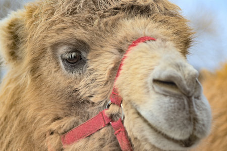 A close up portrait of a camel with a bridleの写真素材