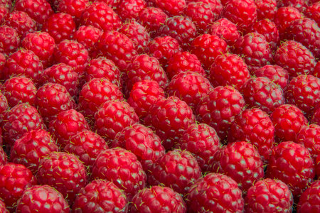 A lot of red raspberries stacked neatly in a row