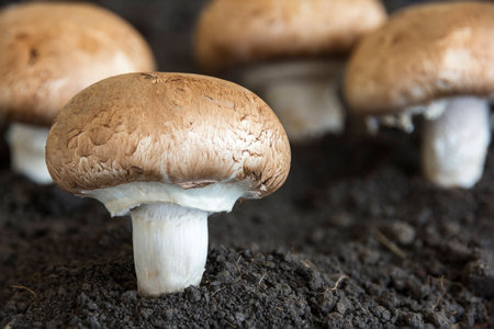 Mushrooms sprout through the soil on blurred backgroundの写真素材