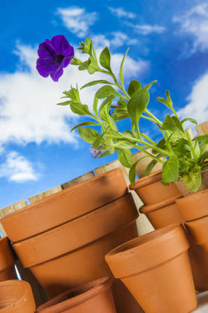 Garden work, rural decorative compositionの写真素材