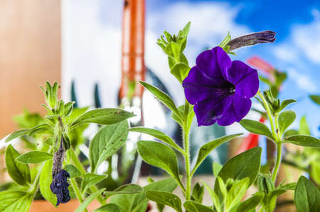 Spring climate with gardening stuffの写真素材