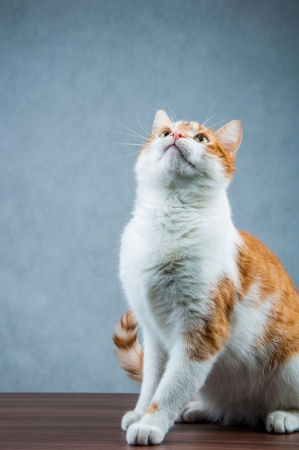 Cute playing cat, domestic themeの写真素材