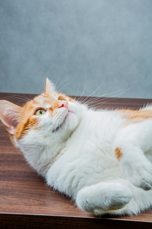 Wonderful domestic playing catの写真素材