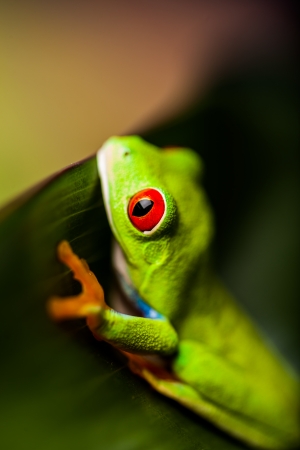 Saturated tropical concept with frogの写真素材