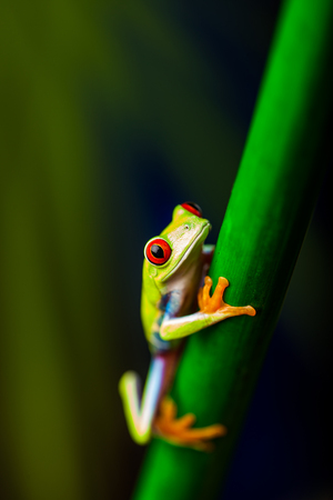 Exotic frog in tropical forestの写真素材