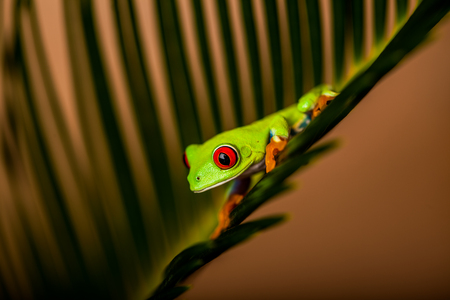 Exotic colorful frog