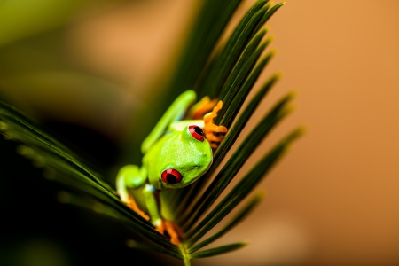 Beautiful colorful frogの写真素材