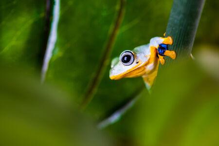 Colorful frog in the jungle