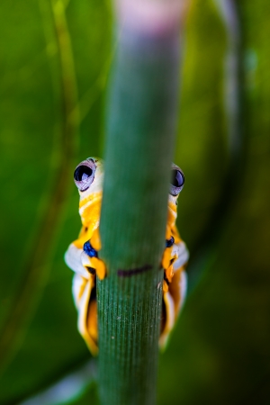 Colorful frog in the jungleの写真素材