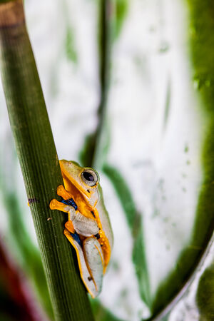 Colorful frog in the jungleの写真素材