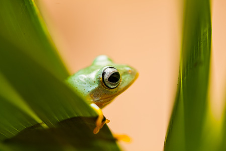 Beautiful natural concept with exotic frogの写真素材